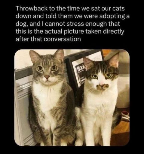 carla brown cats adopting dog.jpg